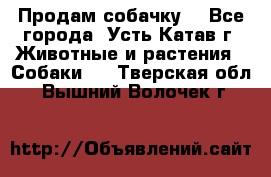 Продам собачку  - Все города, Усть-Катав г. Животные и растения » Собаки   . Тверская обл.,Вышний Волочек г.